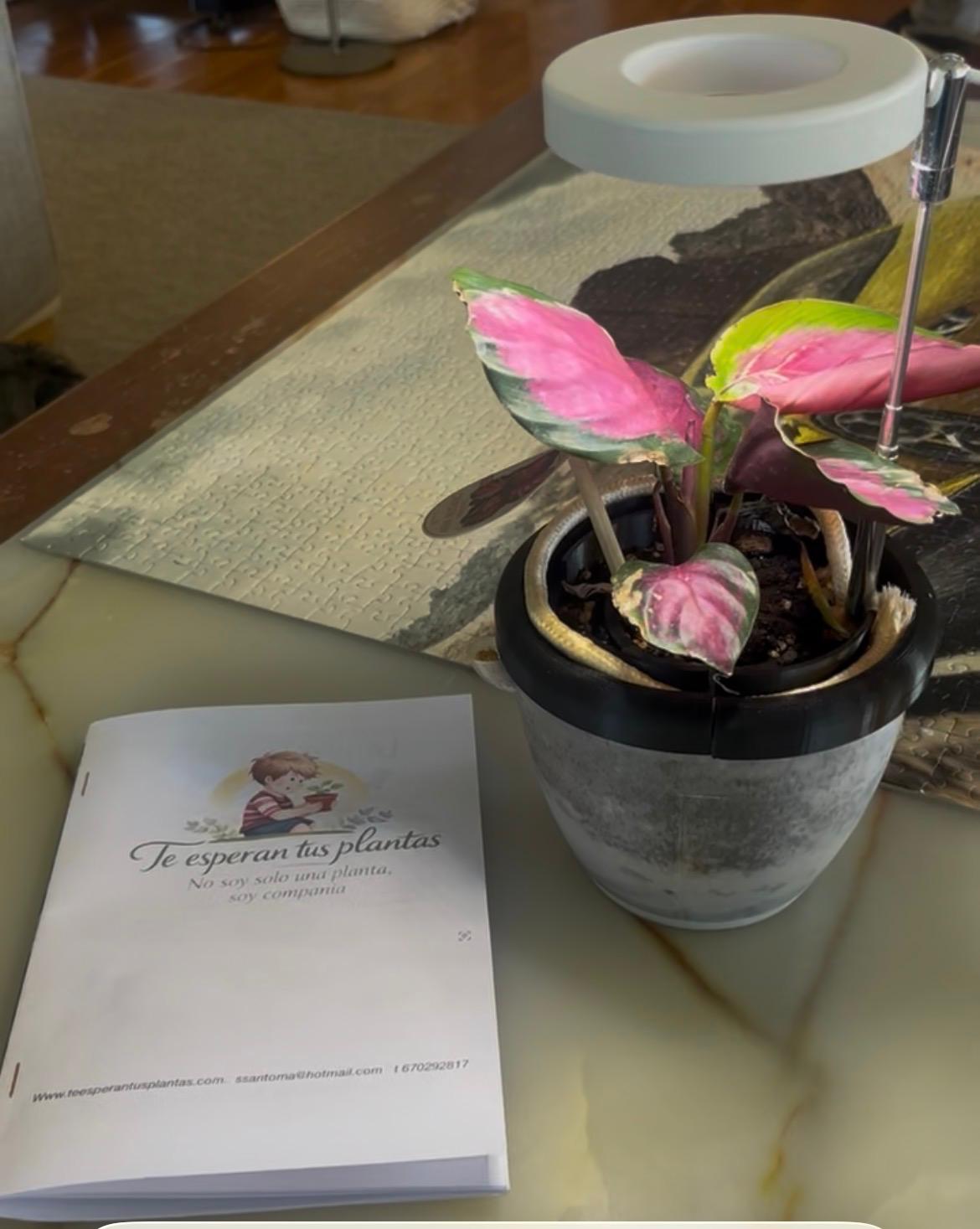 Planta de interior pequeña en rincón con poca luz de un piso de Barcelona